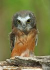 Northern saw-whet owl perched on log and looking down in forest. — Stock Photo