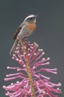 Rufous-breasted chat-tyrant perched on branch in Peru. — Stock Photo