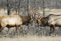 Elche kämpfen um die Vorherrschaft während der Paarungszeit auf der Wiese des Jaspis-Nationalparks, Alberta, Kanada. — Stockfoto