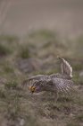 Masculino de cauda afiada grouse no acasalamento dança no prado — Fotografia de Stock