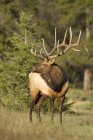 Rocky Mountains elk standing in Banff National Park, Alberta, Canada — Stock Photo