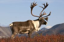 Barren-ground bull caribou with antlers in autumnal tundra in Denali National Park, Alaska, United States of America — Stock Photo