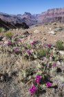 Mojave prickly pear cacti in arid landscape of Tanner Trail, Grand Canyon, Arizona, Estados Unidos da América — Fotografia de Stock