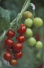 Red ripe and unripe tomatoes growing in greenhouse. — Stock Photo