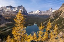 Альпийская лиственница в осенней листве с видом на озеро Охара в Национальном парке Йохо, Британская Колумбия Канада . — стоковое фото