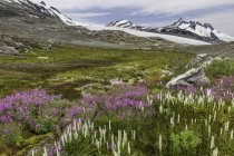 Moraine landscape with meadow of willowherb flowers at Coast Mountains, British Columbia, Canada. — Stock Photo