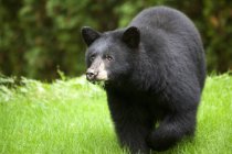 Американский черный медведь ест траву на Солнечном Берегу в Канаде — стоковое фото