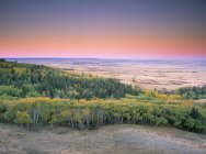Árboles y praderas del Parque Interprovincial Cypress Hills, Saskatchewan, Canadá . - foto de stock