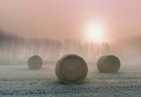 Hay bales in frost at sunrise near Holland, Manitoba, Canada — Stock Photo