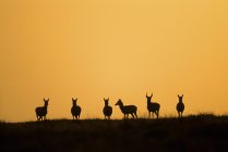 Silhouettes of pronghorns at sunset in Alberta, Canada — Stock Photo