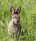 Alert snowshoe hare sitting in green meadow grass — Stock Photo