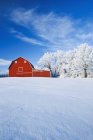 Red barn and trees coated with hoarfrost near Beausejour,  Manitoba, Canada — Stock Photo