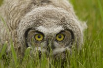 Great horned owl fledgling sitting in green grass, close-up. — Stock Photo