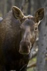 Portrait of young moose in Rocky Mountains, Alberta, Canada — Stock Photo