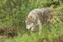 Lobo gris corriendo en la hierba verde del bosque . - foto de stock