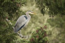 Grande uccello airone blu in piedi su ramo d'albero e chiamando nel bosco
. — Foto stock