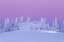 Пейзаж со снежными деревьями на рассвете, Маунт Сеймур Провинциальный парк, Британская Колумбия, Канада . — стоковое фото