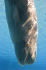 Primer plano de la ballena beluga en agua azul . - foto de stock
