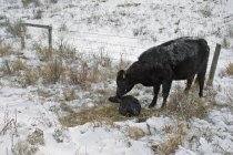 Vache léchant un veau nouveau-né dans la vallée enneigée de l'eau, Alberta, Canada . — Photo de stock