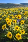 Arrowleaf balsamroots і Люпин цвітіння на пагорби Колумбія, Вашингтон, США — стокове фото