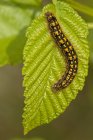 Tent Caterpillar on green leaf, close-up — Stock Photo