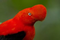 Close-up of red Andean cock-of-the-rock bird outdoors. — Stock Photo