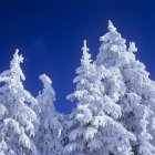 Schnee verkrustete Bäume im silverstar mountain resort in der Nähe von vernon, britisch columbia, Kanada. — Stockfoto