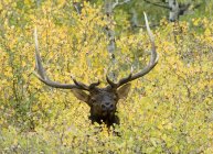 Elk deer peering from autumnal foliage in Waterton Lakes National Park, Alberta, Canada. — Stock Photo