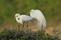 Dos grandes garzas blancas de pie en el nido - foto de stock