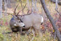 Grande Mule Deer buck na floresta de outono — Fotografia de Stock