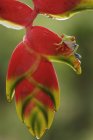 Grenouille aux yeux rouges perchée sur une plante exotique au Costa Rica — Photo de stock
