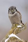 Búho halcón del norte posado sobre un tronco de árbol en un bosque nevado . - foto de stock