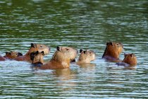 Capibaras nadando en el agua en Brasil, América del Sur - foto de stock