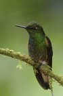 Close-up of buff-tailed coronet hummingbird perched on mossy branch. — Stock Photo
