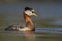 Red-necked grebe calling while swimming in water, close-up — Stock Photo