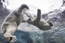 Ursos polares brincando debaixo d 'água no Assiniboine Park Zoo, Manitoba, Canadá — Fotografia de Stock