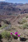 Florescimento Mojave cactos de pêra espinhosa crescendo em Tanner Trail of Grand Canyon, Arizona, EUA — Fotografia de Stock