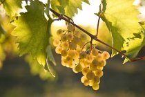 Viognier uvas que crecen en la granja de viñedos a la luz del sol, primer plano
. - foto de stock