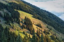Cume da montanha sub-alpina ao nascer do sol em Deer Park, Olympic National Park, Washington, EUA — Fotografia de Stock