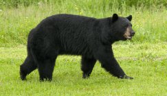 Wild American black bear walking in green meadow near Lake Superior, Ontario, Canada — Stock Photo