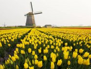 Ветряная мельница и желтые тюльпаны поле недалеко от Обдама, Северная Голландия, Нидерланды — стоковое фото