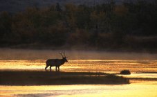 Silhueta de veado de alce no rio ao pôr do sol em Alberta Canadá . — Fotografia de Stock