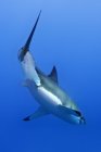 Grande squalo bianco che nuota nell'acqua blu del mare . — Foto stock