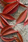 Primo piano di foglie rosse su ceppo di legno — Foto stock