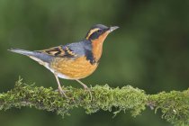 Varied thrush perched on mossy branch in forest — Stock Photo