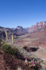 Mojave fichi d'india cactus e yucca baccata che crescono a Tanner Trail of Grand Canyon, Arizona, Stati Uniti d'America — Foto stock