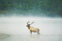 Elk in early morning fog crossing river of Waterton Lakes National Park, Canada. — Stock Photo