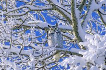 Vista de ángulo bajo de un gran búho con cuernos sentado en un árbol cubierto de nieve . - foto de stock