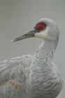 Grey feathered sandhill crane, close-up — Stock Photo