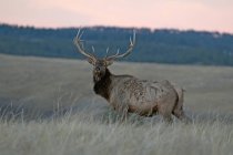 Bull elk standing along prairie at sunset in Wind Cave National Park, South Dakota, North America — Stock Photo